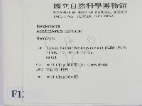 齒菌屬藏品圖，第2張