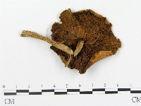 登錄號:F0012743藏品圖，第1張