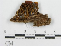 登錄號:F0012744藏品圖，第1張