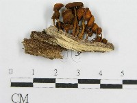 登錄號:F0012744藏品圖，第3張