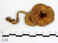 登錄號:F0012745藏品圖，第1張