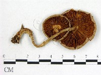 登錄號:F0012745藏品圖，第3張