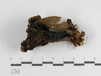 登錄號:F0012747藏品圖，第4張
