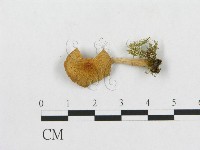 登錄號:F0012749藏品圖，第1張