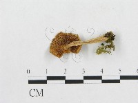 登錄號:F0012749藏品圖，第3張