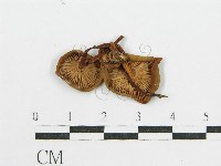 登錄號:F0012751藏品圖，第3張