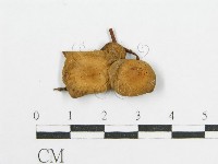登錄號:F0012751藏品圖，第4張