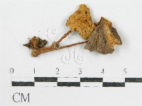 登錄號:F0012752藏品圖，第1張