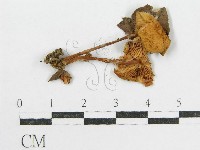 登錄號:F0012752藏品圖，第3張