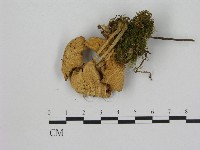 小菇屬藏品圖，第1張