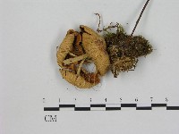 小菇屬藏品圖，第3張