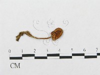 登錄號:F0012755藏品圖，第1張