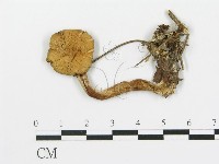 登錄號:F0012757藏品圖，第1張