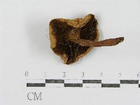 登錄號:F0012758藏品圖，第3張