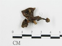 登錄號:F0012766藏品圖，第3張
