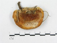 硬孔菌屬藏品圖，第3張
