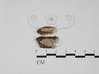 登錄號:F0012772藏品圖，第1張