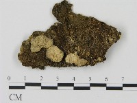 登錄號:F0012774藏品圖，第1張