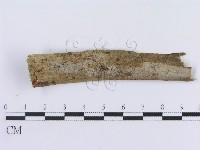 登錄號:F0012775藏品圖，第1張