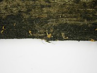 登錄號:F0012789藏品圖，第3張