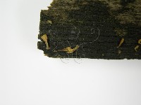 登錄號:F0012789藏品圖，第4張