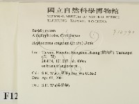 剛毛絲皮菌藏品圖，第2張