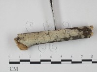 剛毛絲皮菌藏品圖，第1張
