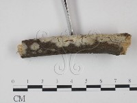 剛毛絲皮菌藏品圖，第3張