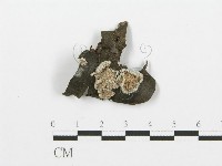 裂褶菌藏品圖，第1張