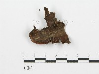 裂褶菌藏品圖，第3張