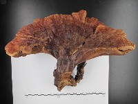 登錄號:F0012796藏品圖，第1張