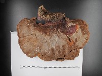 登錄號:F0012796藏品圖，第3張