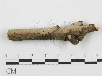 筍殼菌屬藏品圖，第1張
