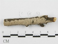筍殼菌屬藏品圖，第3張