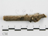 筍殼菌屬藏品圖，第5張