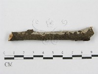 筍殼菌屬藏品圖，第1張