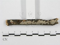 筍殼菌屬藏品圖，第3張