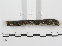 筍殼菌屬藏品圖，第4張