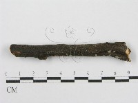 筍殼菌屬藏品圖，第5張