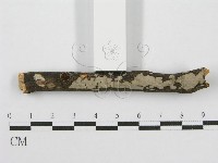筍殼菌屬藏品圖，第7張