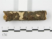 筍殼菌屬藏品圖，第3張