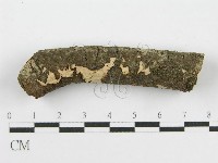 筍殼菌屬藏品圖，第4張