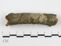 筍殼菌屬藏品圖，第5張