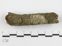 筍殼菌屬藏品圖，第6張