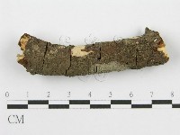 筍殼菌屬藏品圖，第7張