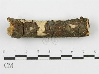 筍殼菌屬藏品圖，第8張