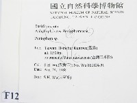 筍殼菌屬藏品圖，第2張