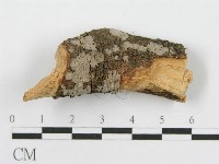 筍殼菌屬藏品圖，第1張