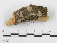 筍殼菌屬藏品圖，第3張
