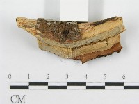 筍殼菌屬藏品圖，第4張